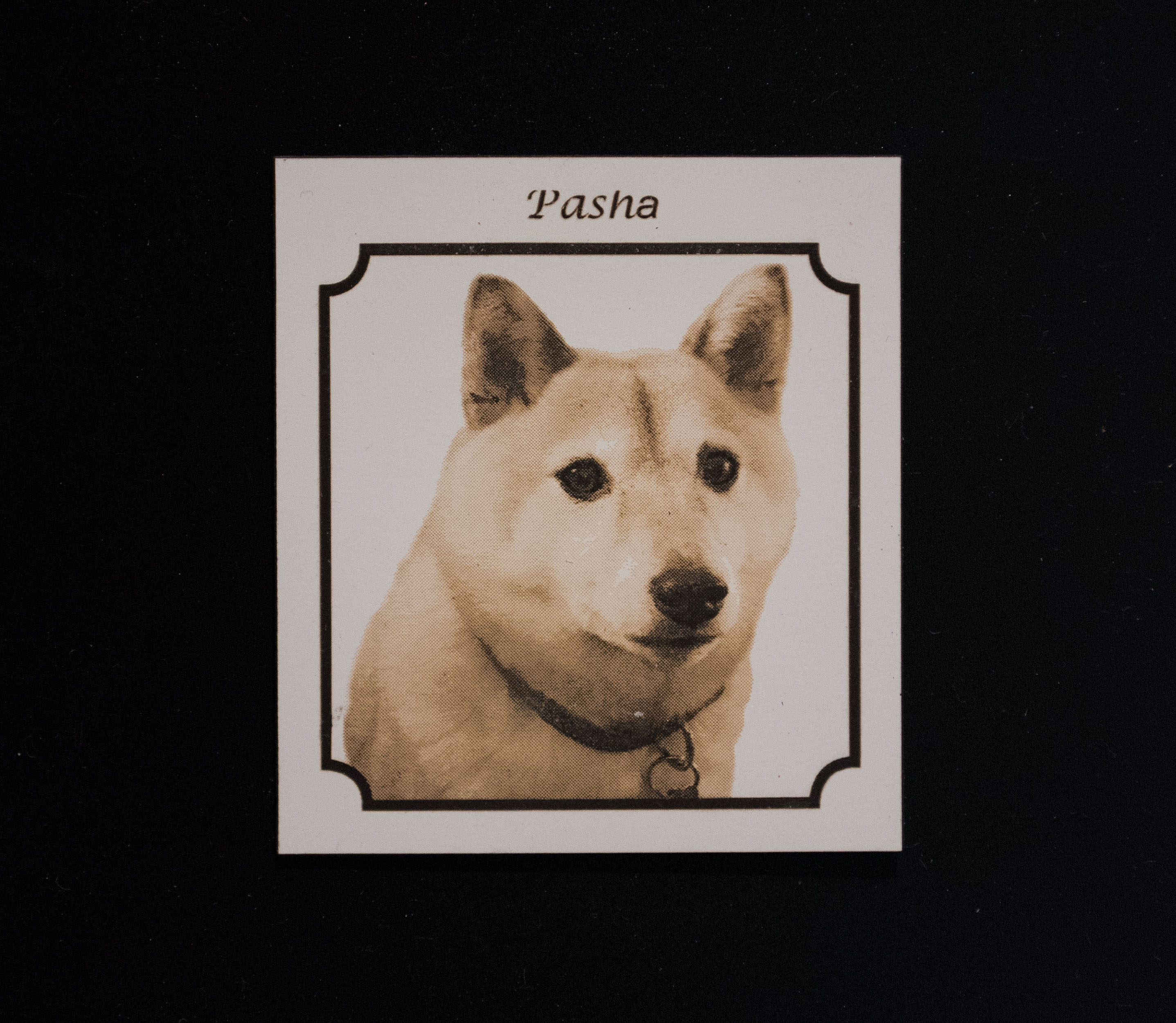 Engraved photo with dog